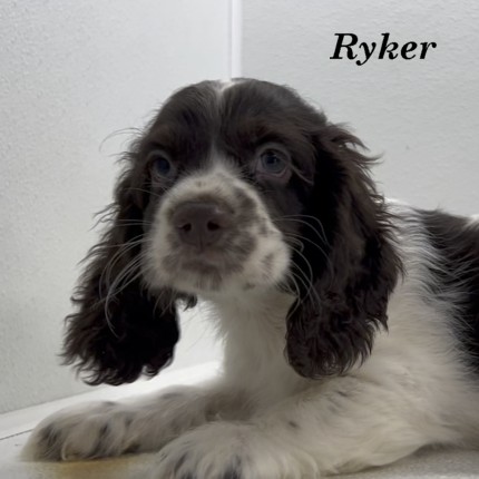 puppy, for, sale, Cocker Spaniel, Joe & Cherri  Overlease, dog, breeder, Miller, MO, dog-breeder, puppy-for-sale, forsale, nearby, find, puppyfind, locator, puppylocator, aca